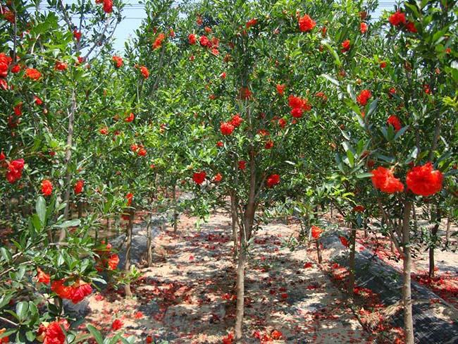 石榴树2.jpg