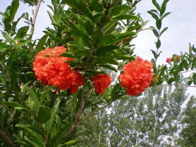 石榴树3.jpg